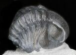 Curled Eldredgeops Trilobite With Nice Eyes - New York #35148-3